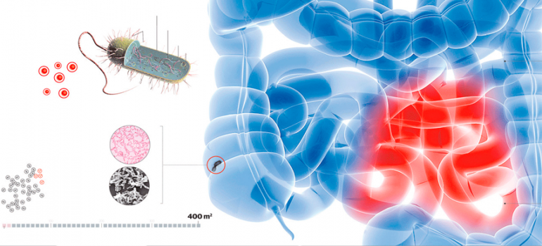 Microbiota Intestinal: Um mundo Invisível dentro de nós! Microbiota Intestinal: Um mundo Invisível dentro de nós!