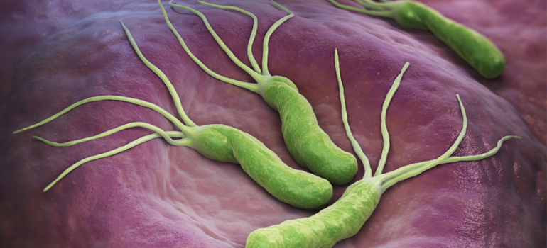 Helicobacter pylori: uma bactéria comum Helicobacter pylori: uma bactéria comum